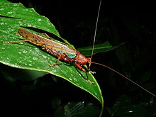 Katydid (Eumacroxiphus brachyurus) (6760401603).jpg