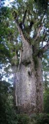 Kauri tree Te Matua Ngahere (Father of the Forest) at Waipoua Forest (Northland, New Zealand).