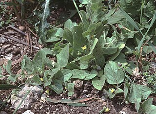 <i>Kickxia spuria</i> Species of flowering plant