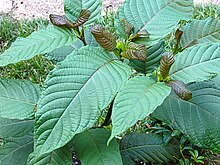 Image result for daun ketum