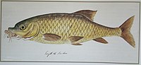 Moggel Labeo umbratus. 1779. Technique, dimensions und whereabouts unknown.