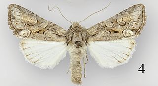 <i>Lacinipolia teligera</i> Species of moth