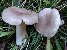 Glitusis piengrybis (Lactarius uvidus )