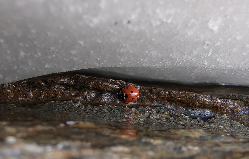 File:Ladybug in Rocky Mountain National Park, CO.jpg