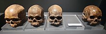 Lagoa Santa skulls collected by Peter Wilhelm Lund Lagoa Santa skulls.jpg