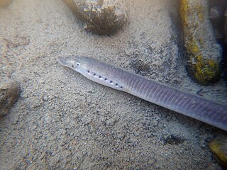 <i>Lethenteron zanandreai</i> Species of jawless fish