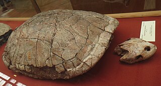 <i>Lapparentemys</i> Extinct genus of turtles