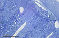 Large intestine (26 2 09) Mouse; embedded in Epon.jpg