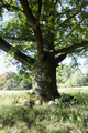 English: Pastures with old Oaks, between Blitzenrod and Frischborn Eisenbach, Lauterbach, Hesse, Germany