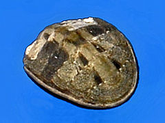 Cyanoplax hartwegii (Lepidochitonidae)