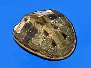 Cyanoplax genus of molluscs