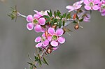 Thumbnail for File:Leptospermum squarrosum Garigal.jpg