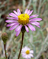 Lessingia filaginifolia