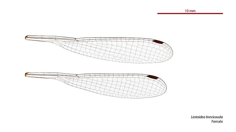 File:Lestoidea brevicauda female wings (34442156730).jpg