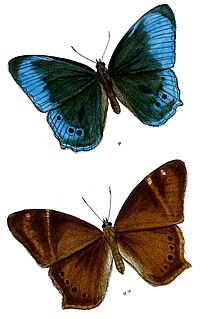 <i>Lethe scanda</i> Species of butterfly