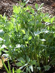 lovage (Levisticum officinale)