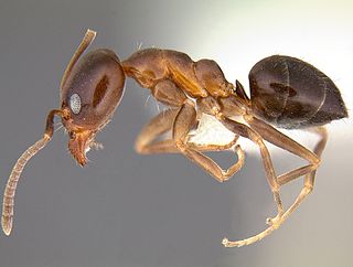<i>Linepithema gallardoi</i> Species of ant