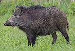 Thumbnail for Central European boar