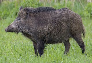 <span class="mw-page-title-main">Central European boar</span> Subspecies of wild boar