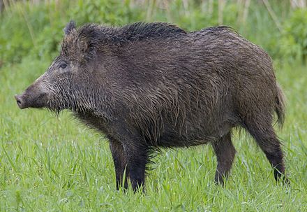 Boar. Кабан – sus scrofa Linnaeus, 1758. Европейский кабан. Кабан (sus scrofa).