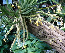 Lockhartia oerstedii HabitusInflorescences BotGardBln0906a.jpg