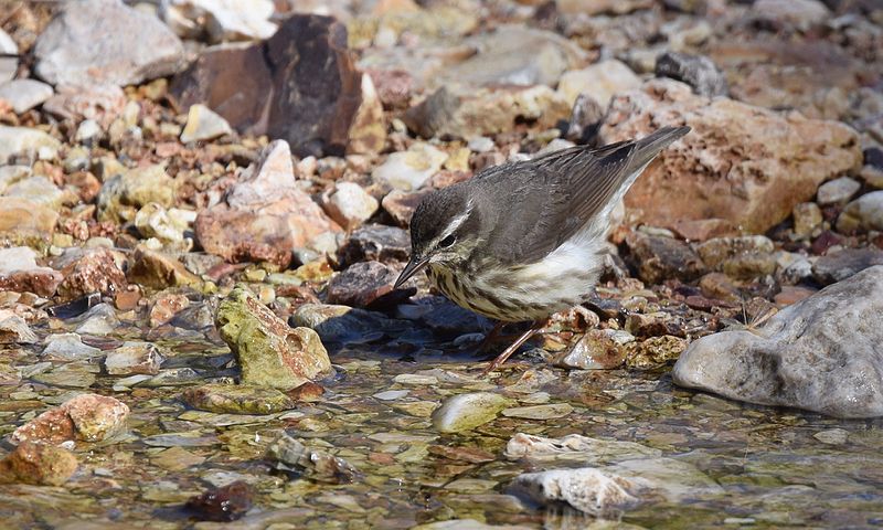 File:Louisiana Waterthrush (26242786785).jpg