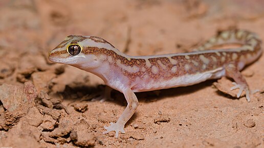 Род ящериц 5. Stenodactylus doriae. Stenodactylus gondii. Stenodactylus Petri. Diplodactylidae.