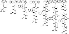 The NRPS synthesis of lugdunin prior to cyclization and thiazolidine formation. Lugdunin NRPS.jpg