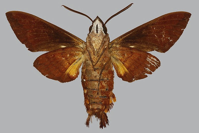 File:Macroglossum augarra BMNHE813695 male un.jpg