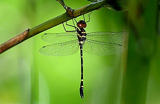 <i>Macromia flavocolorata</i> Species of dragonfly