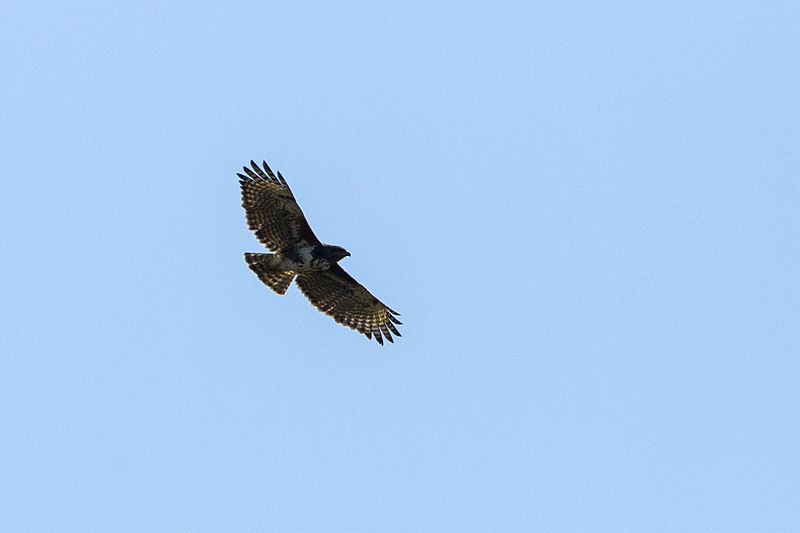 File:Madagascar Buzzard - Ankarifantsika - Madagascar S4E9566 (15340521458).jpg