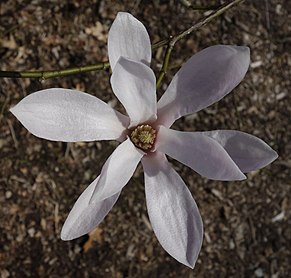 Magnolia amoena flower.jpg