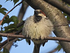 Male House Sparrow perched in tree.jpg