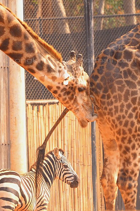 ไฟล์:Male giraffe detect estrus.jpg