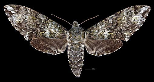 Manduca lichenea MHNT CUT 2010 0 351 Alto Quiel, Boquete Chiriqui Panama, female dorsal.jpg