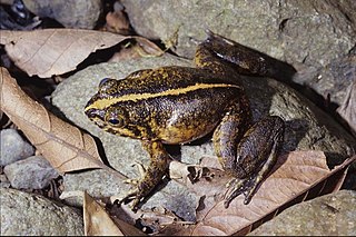 <i>Mantidactylus grandidieri</i> species of amphibian