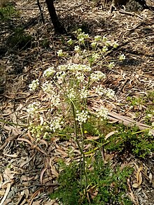 Margotia gummifera reduced.jpg