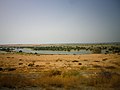 Marsh in Umm al-Quwain 20140620.jpg