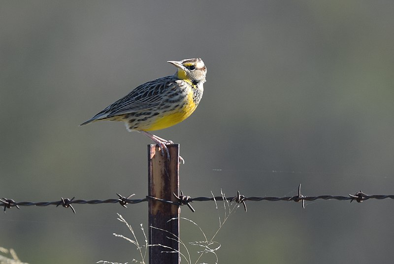 File:Meadowlark (22829652538).jpg