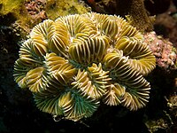 Meandrina meandrites (Maze Coral).jpg