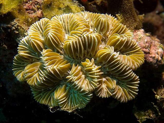 Meandrina meandrites, представитель класса Коралловые полипы. Северное побережье острова Гаити