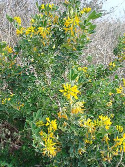 Medicago arborea1. jpg