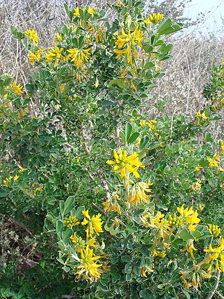 <i>Medicago arborea</i> Species of flowering plant in the family Fabaceae