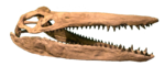 Crâne reconstitué de Megacephalosaurus eulerti, basé sur le spécimen FHSM VP-321.