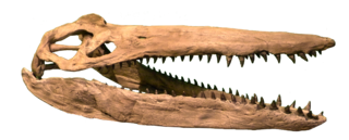<i>Megacephalosaurus</i> Extinct genus of reptiles