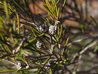 Fruit Melaleuca interioris (fruit).jpg