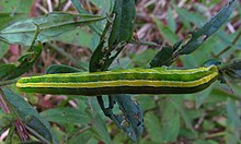 Melanchra assimilis larva.jpg