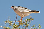 Melierax canorus -Kalahari Desert, South Africa-8.jpg