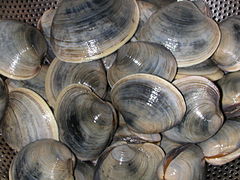 Quahog clams