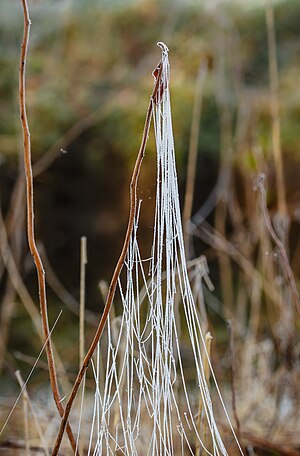 Hoarfrost-covered Spider silk on a twig